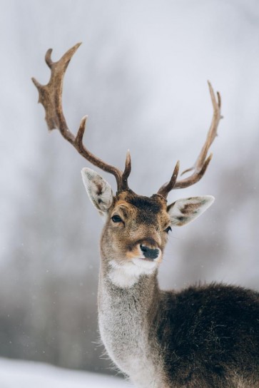 Deer - Talking To Me