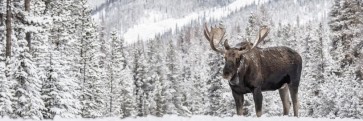 Moose - Just Stay Calm