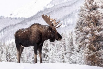 Moose - Standing On Snowy Mountain
