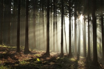 Romeo Delogu - Fall Sunrise In Forest III