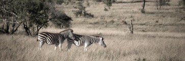Zebra - Savannah Lunch Time
