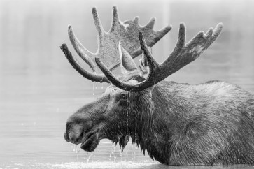 Moose - Quick Bath to Start With