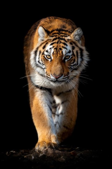 Tiger - Out of the Dark