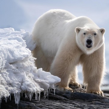 Polar Bear - On Ice