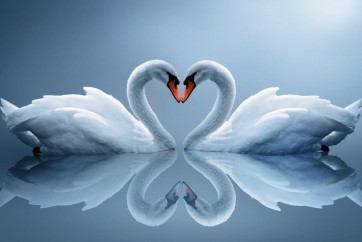 Swan - Heart Shape Love