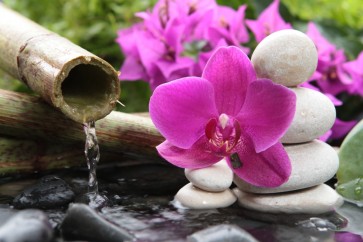 Omar Olavie - Water Source With Orchids