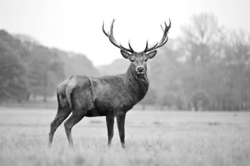 Deer - Proud