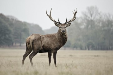 Deer - Proud - Colorized