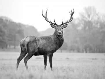Deer - Proud