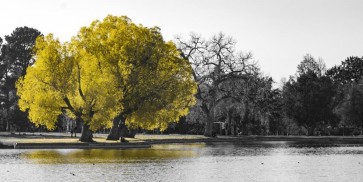 Karina Zampini - Lone Tree In Yellow V