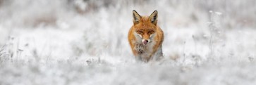 Fox - Lips Licking
