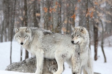 Wolf - Disturbed