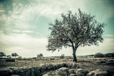 Karina Zampini - Lone Tree