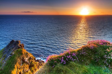 Alan Tully - Purple Flowers at Dawn