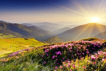 Alan Tully - Purple Flowers Sunrise