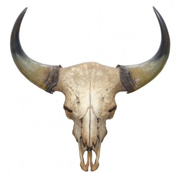 Bull skull