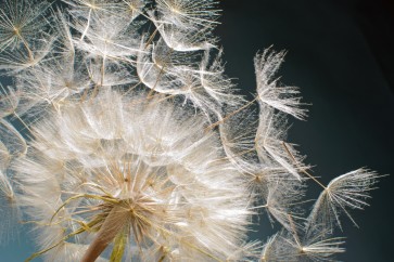 Torhild Adrijana - Dandelion - Losing It