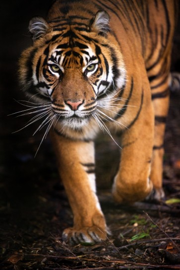 Tiger - Targeted