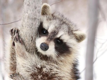 Raccoon - Don't Lose Your Grip