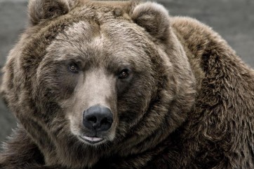 Bear - Distraction