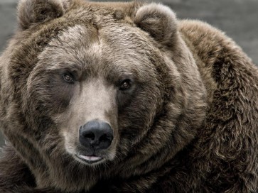 Bear - Distraction