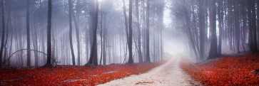 Brian Kurts - Mystic Forest