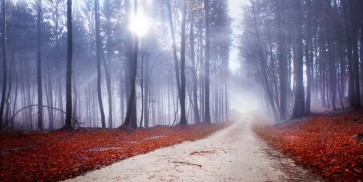 Brian Kurts - Early Winter Sunrise In Forest