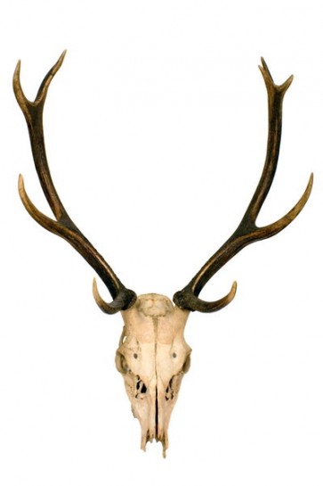 Crâne de cerf