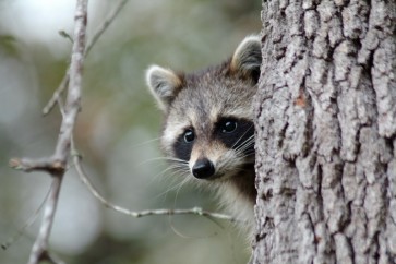Racoon - Preparing Something