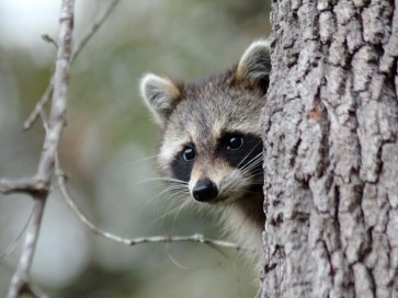 Racoon - Preparing Something