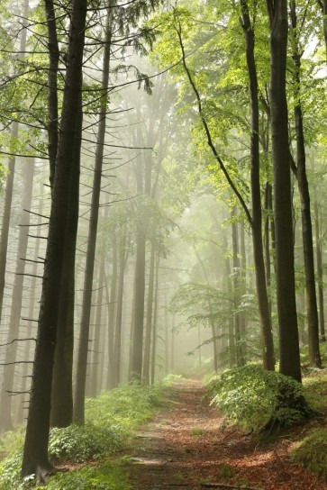 Renée Pehr - Misty Path