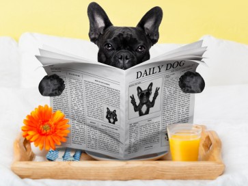Pitou - Newspaper Breakfast I