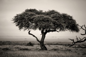 Karina Zampini - We Used to Play Under That Tree