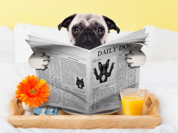 Pitou - Newspaper Breakfast II