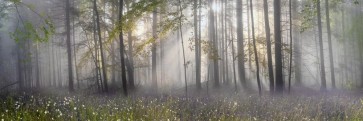 Theodor Climacus - Lavender Forest Sunset