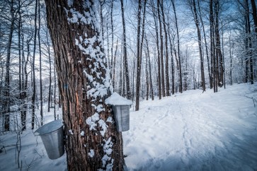 Romeo Delogu - Calm Winter Forest II