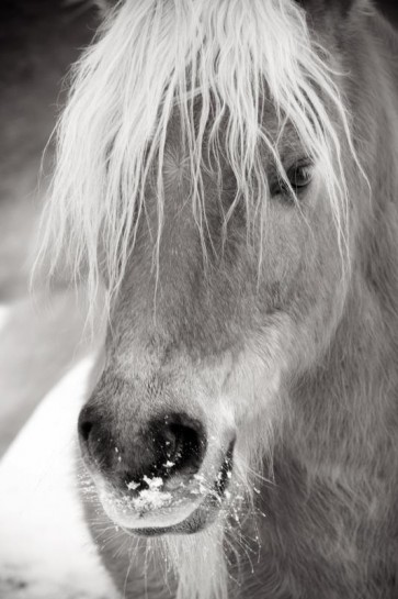 Horse - Frosty Party