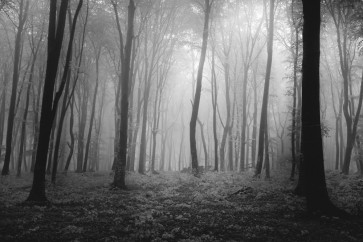 Romeo Delogu - Foggy Forest Black and White