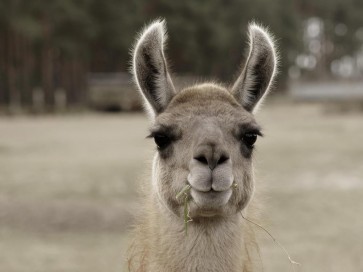Lama - I See You