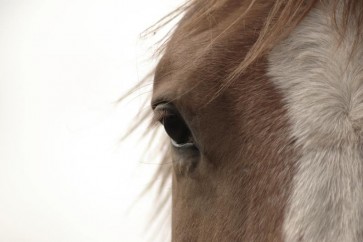 Horse - Brown Wanderer
