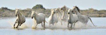 Horses - Afternoon Bath