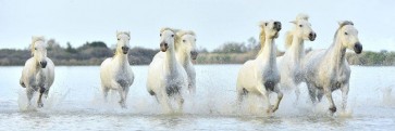 Horses - Back Home
