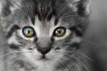 Cat - Is Watching You