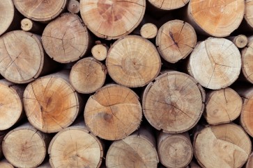 Wood Pile