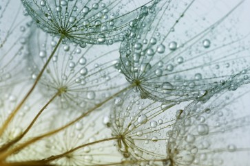 Torhild Adrijana - Dandelion Lace