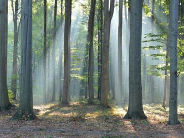 Mythical Forest