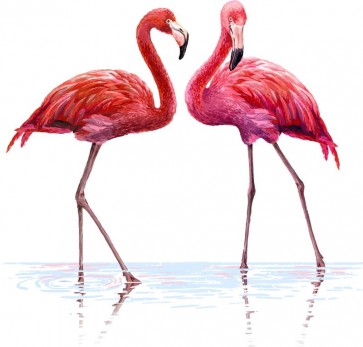 Flamingo love