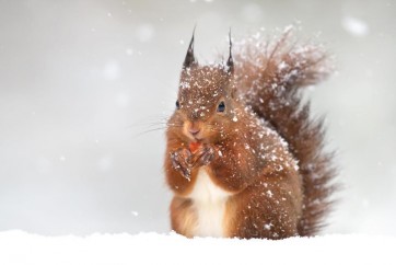 Squirrel - Snacking In Light Snow Fall