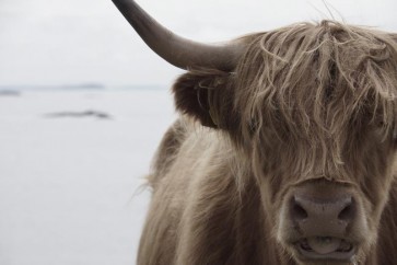 Cow - Irish Mate