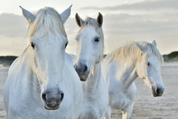 Horses - Rest Time